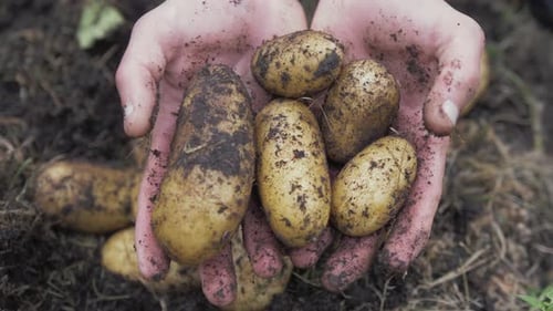 Hands Holding Freshly Harvested Potatoes with Soil