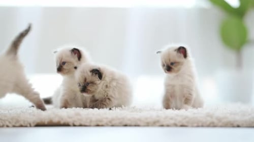 Group of Adorable Kittens Playing on Rug