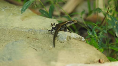 Glossy brown skink, small reptile, perched alertly textured lightcolored rock surface during