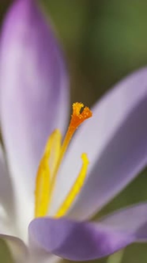 Flowering crocus spring flower
