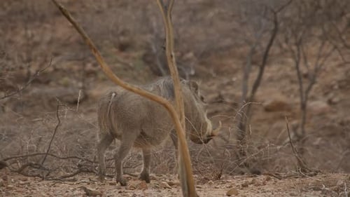 Warthog wagging tail in slow motion