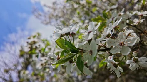 Close up shot of branches of blossoming white cherry flowers on a tree with blurred background.