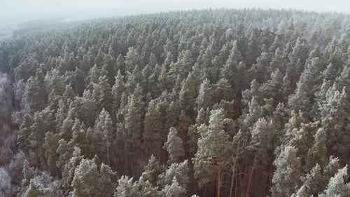 Forest landscape in winter season. Aerial view from above of winter forest covered in snow