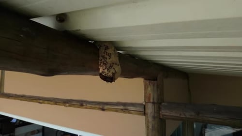 approach on active wasp nest