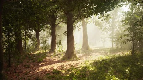 Panoramic View of the Majestic Evergreen Forest in a Morning Fog