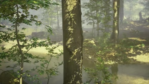 Serene Forest Scene with Soft Mist and Vibrant Greenery Surrounds