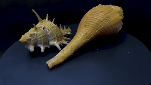snail shell with long and spiny shape