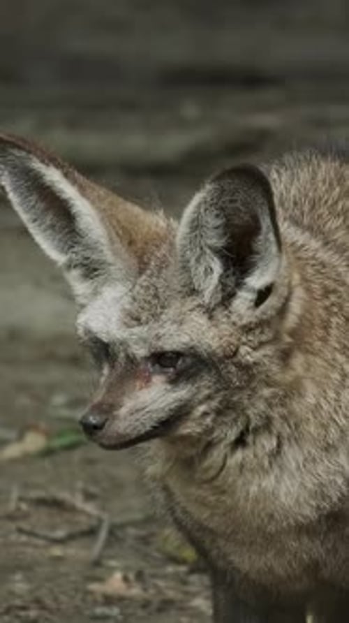Bat-Eared Fox Gazing Outdoors