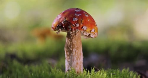 Fly agaric Mushroom In a forest.