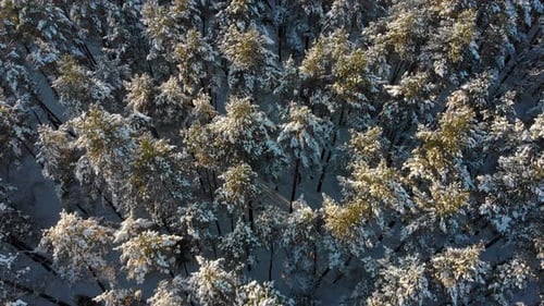 Aerial view from the top in the middle of the winter forest. top down view, slowly flying forward, s