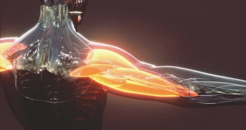 Animated 3D Human Arm Muscles with Glowing Anatomy Display