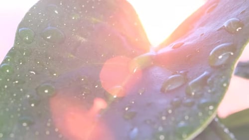 Raindrops on a Beautiful Green Leaf at a Bright Sunset Close Up
