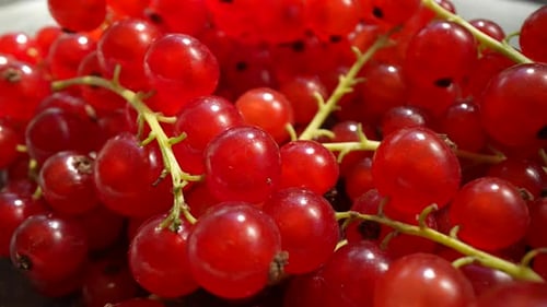 Vibrant Red Currants on the Branch Close Up