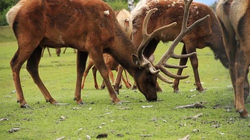 Un wapiti aux bois géants mange de l'herbe entouré d'autres wapitis