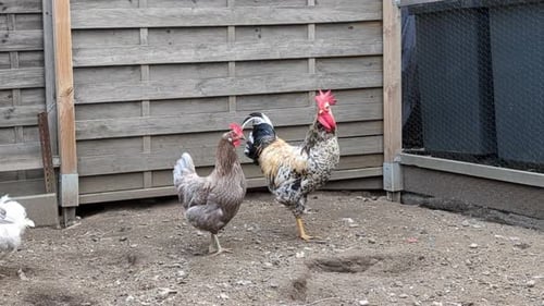 Rooster and chickens eat on a farm