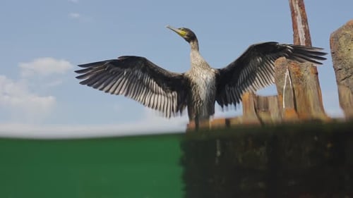 Blick von unten vom Wasserspiegel auf den Großen Schwarzen Kormoran, der auf einem kaputten rostigen Dock sitzt