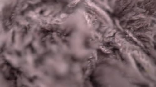 Lilac Fibrous Carpet Macro The Camera Moves Close Up