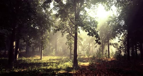 Soft Sunlight Filters Through Trees in a Tranquil Forest Setting