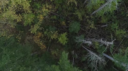 Flight over tops of conifers. Broken trees in background. Drone top down