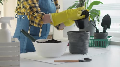 Woman Repotting Plant Indoors at Home