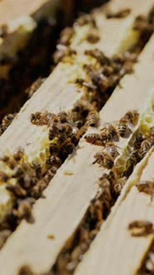 Frames of a bee hive. Beekeeper harvesting honey. Working bees on honey cells.