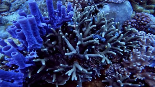 Vibrant Underwater Coral Reef Ecosystem