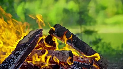 Campfire in the Forest