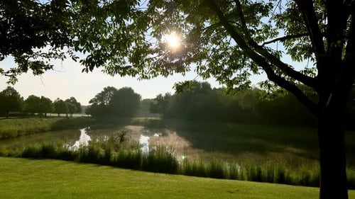 Tree and Sun Rays Morning on the Shore of the Lake Close Up