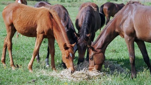 Rotating ground shot of herd of horses grazing in sunlight.