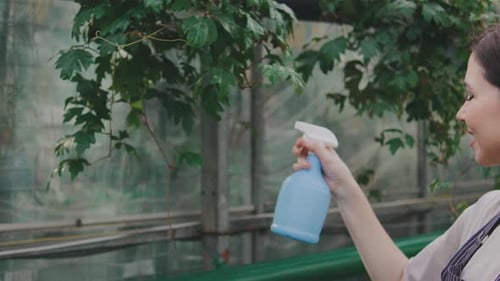 Female Botanist Florist Takes Care of a Large Green Dracaena Plant Water the Plant with Water and