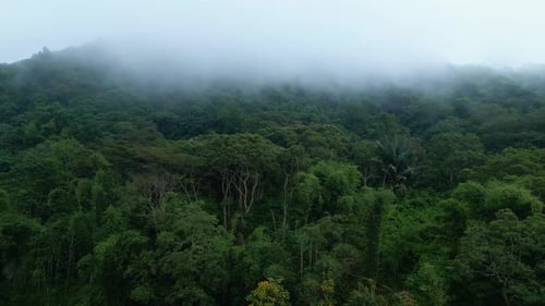 Aerial View on Forest Nature and Green Wood Trees in Fog Landscape of Mountains