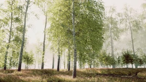 Birch Forest in Sunlight in the Morning