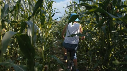 Funny Boy with a Bicycle Rides Through a Cornfield in Sunny Weather in Summer Back View Steadicam