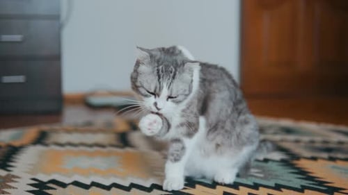 Cat Grooming Itself on Rug Indoors