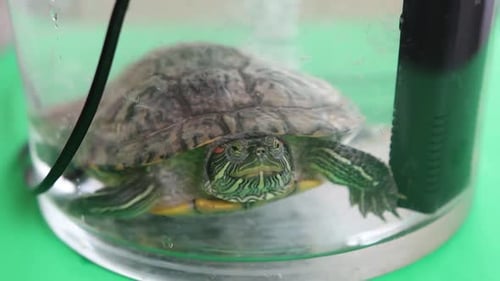 07 1Die Leute kümmern sich um eine Rotohrschildkröte als Haustier und spielen mit ihr.