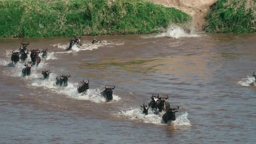 Tracking shot of Wildebeest migrating and crossing the Mara River, Serengeti, Tanzania
