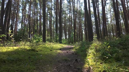 Scenic forest path through tall pine trees with lush green moss and soft sunlight filtering