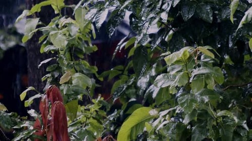 In the forest, heavy rain sprays leaves, drenching lush green canopy