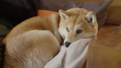 Shiba Inu Dog Sleeping Comfortably on Blanket