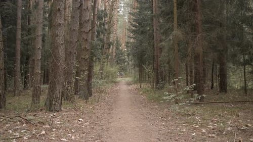 Empty Forest Path Background Movement
