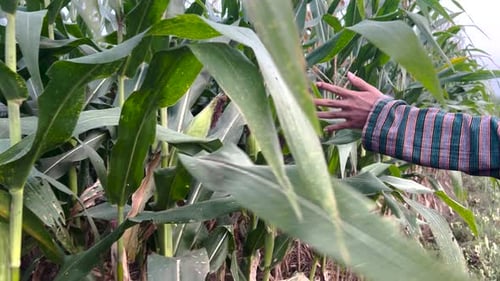 Bauernhand berührt Mais, der die Landwirtschaft verlässt