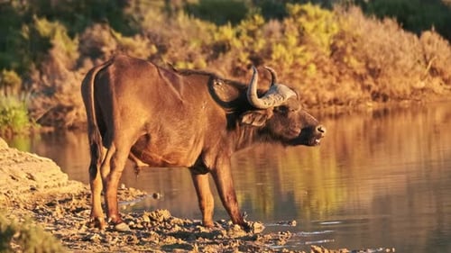Cape Buffalo at Waters Edge Yawns in Golden Light