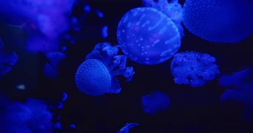 Mesmerizing Jellyfish Swimming in the Deep Blue Ocean