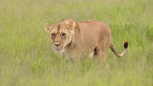 Löwenspaziergang in Tansania Savannengras im Serengeti-Nationalpark in Afrika, Löwin und Löwen in L