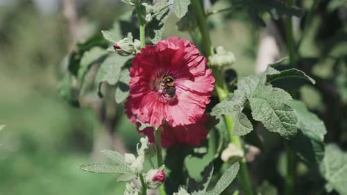 Bumble bee collecting honey from red flower, pollinating insect, taking flight