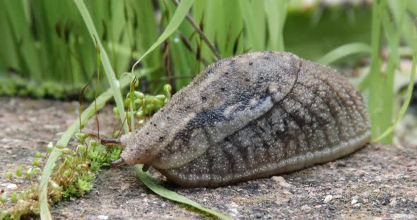 A large patterned and textured slug in a garden, closeup, Nature Stock ...