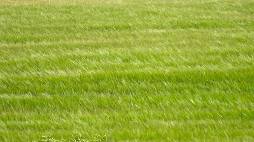 Wheat field spikes move in wind