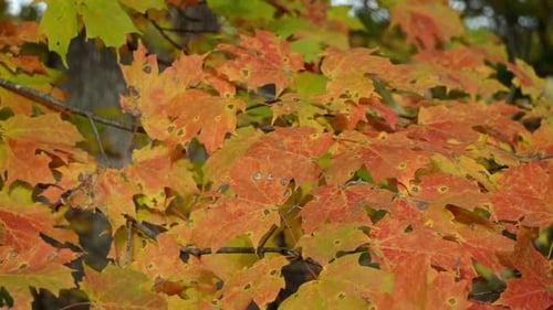 Maple tree branch full of stunning fall color leaves bounces in the wind