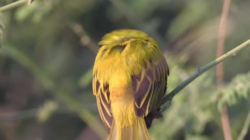 golden weaver on an branch cleaning its plumage and turning head, view from behind, close-up