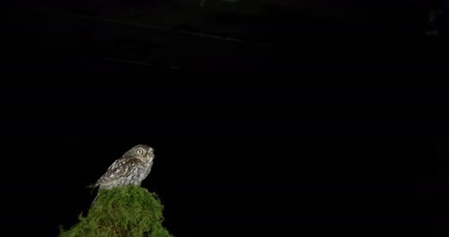 Little Owl, athene noctua, Adult in Flight, Normandy in France, Slow Motion 4K